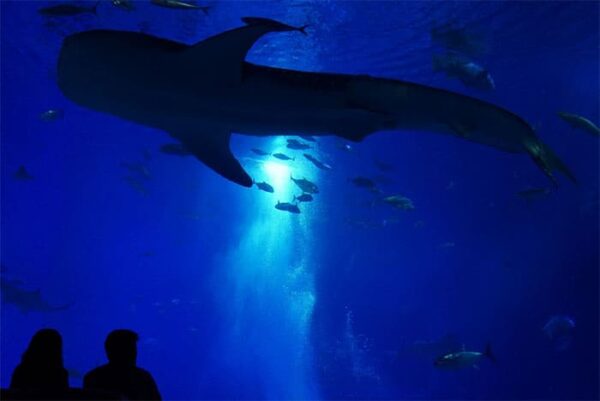 沖縄美ら海水族館 ナイトアクアリウム