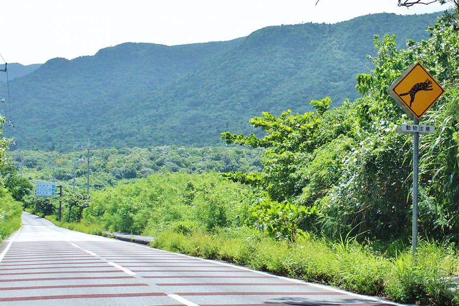 西表島 道路標識 イリオモテヤマネコ