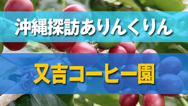 沖縄探訪ありんくりん 又吉コーヒー園