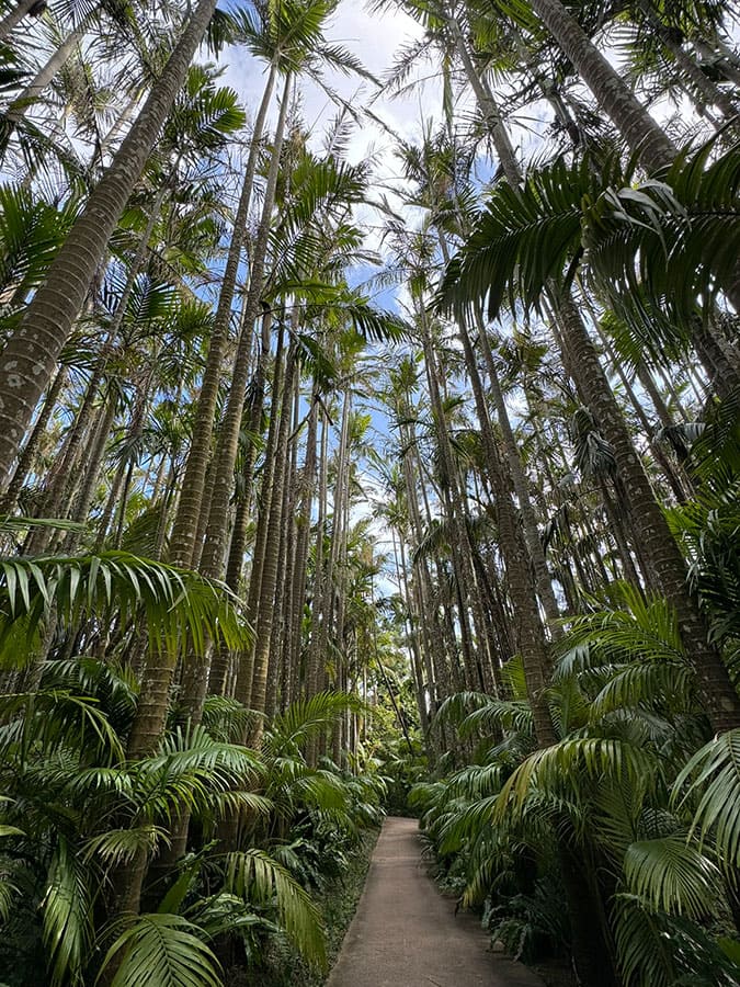 沖縄市 美らヤシパークオキナワ 東南植物楽園 植物園エリア ユスラヤシ並木