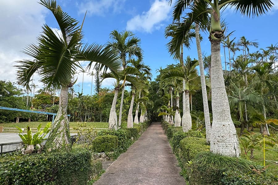 沖縄市 美らヤシパークオキナワ 東南植物楽園 植物園エリア トックリヤシの並木道